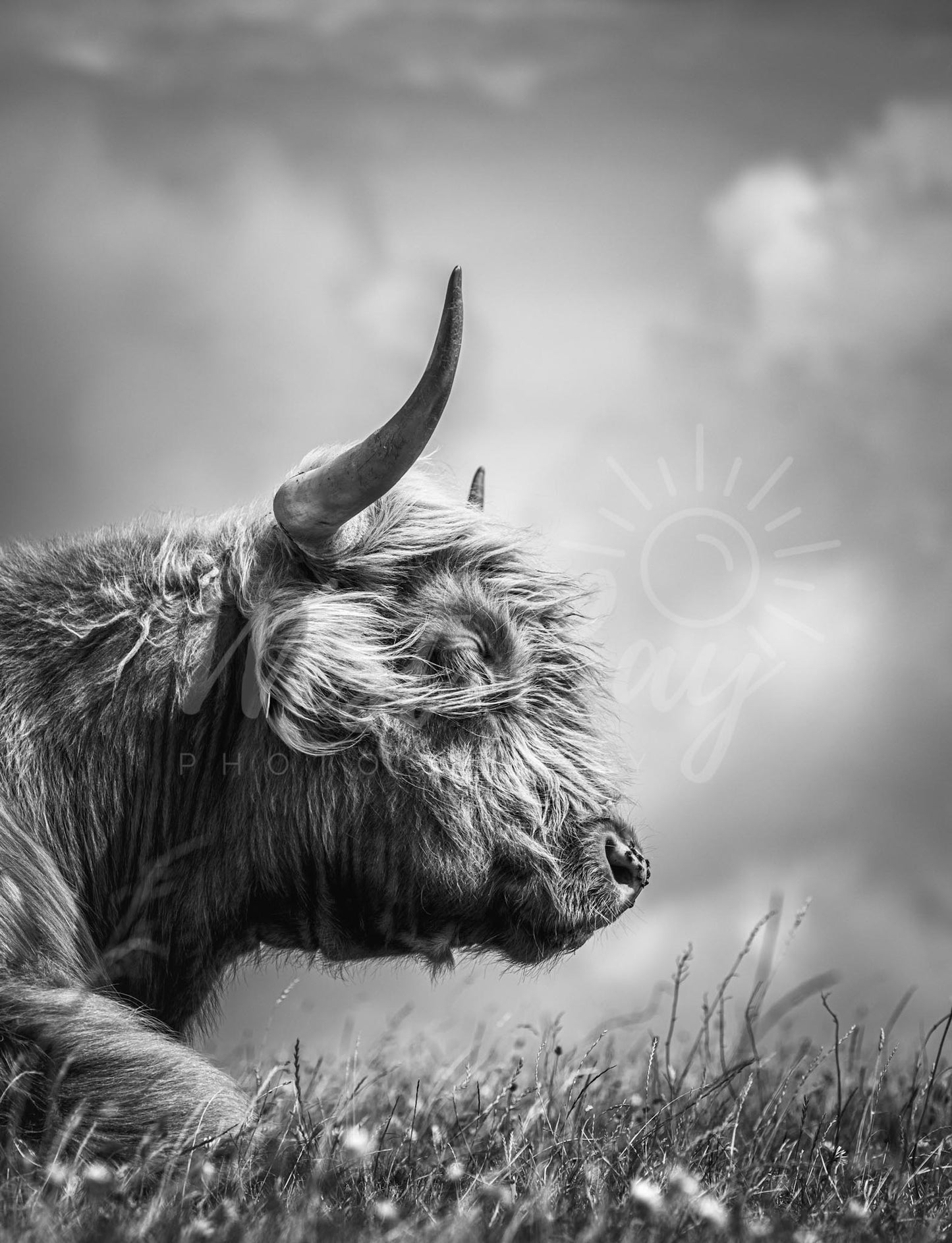 Highland Cow B&W - Eggardon Hill | Dorset