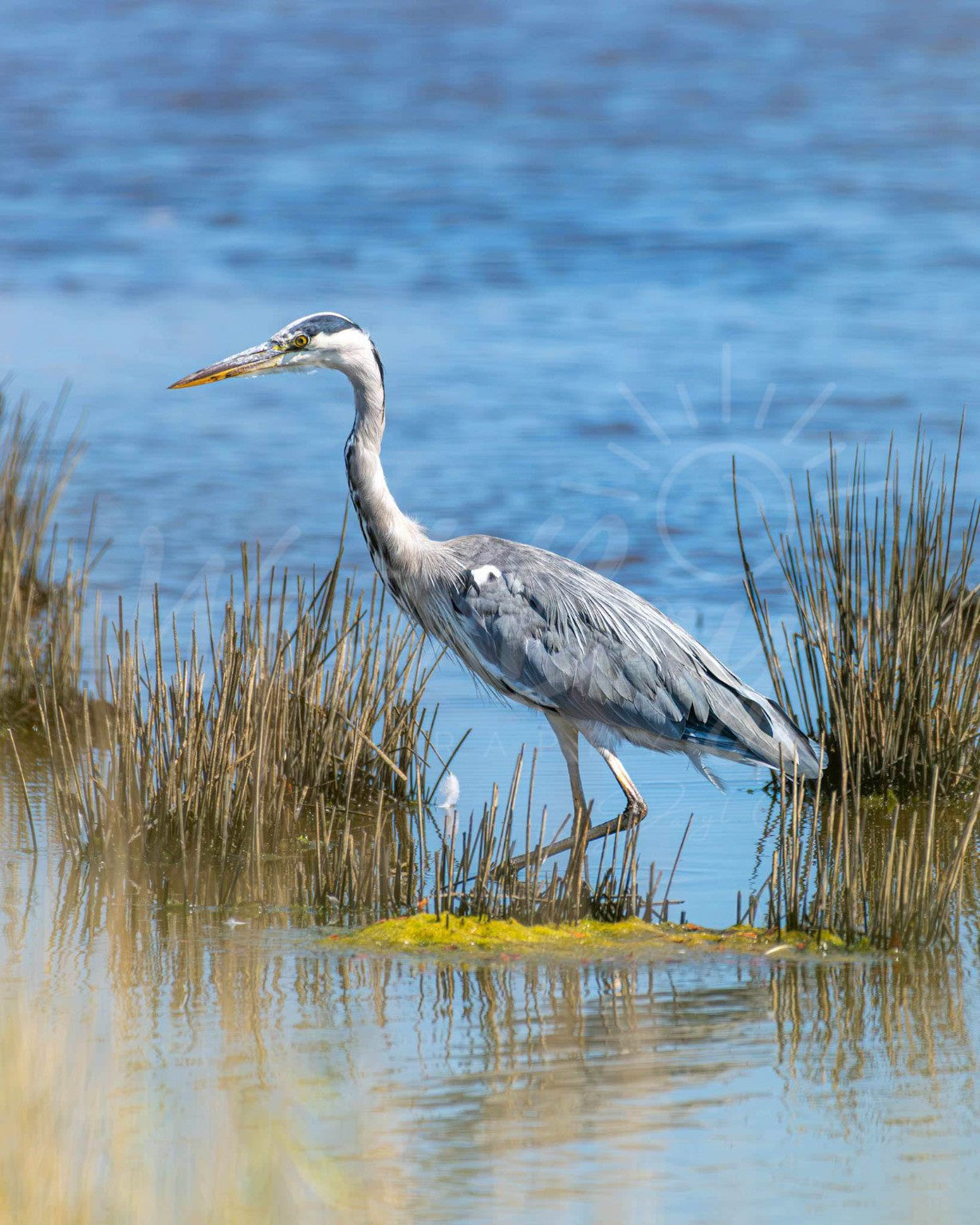 Grey heron standing among reeds at Lodmoor in Weymouth, Dorset
