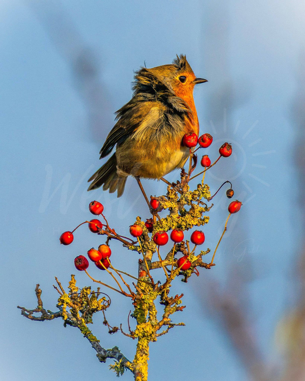 European robin perched on a lichen-covered branch among bright red berries against a clear blue sky