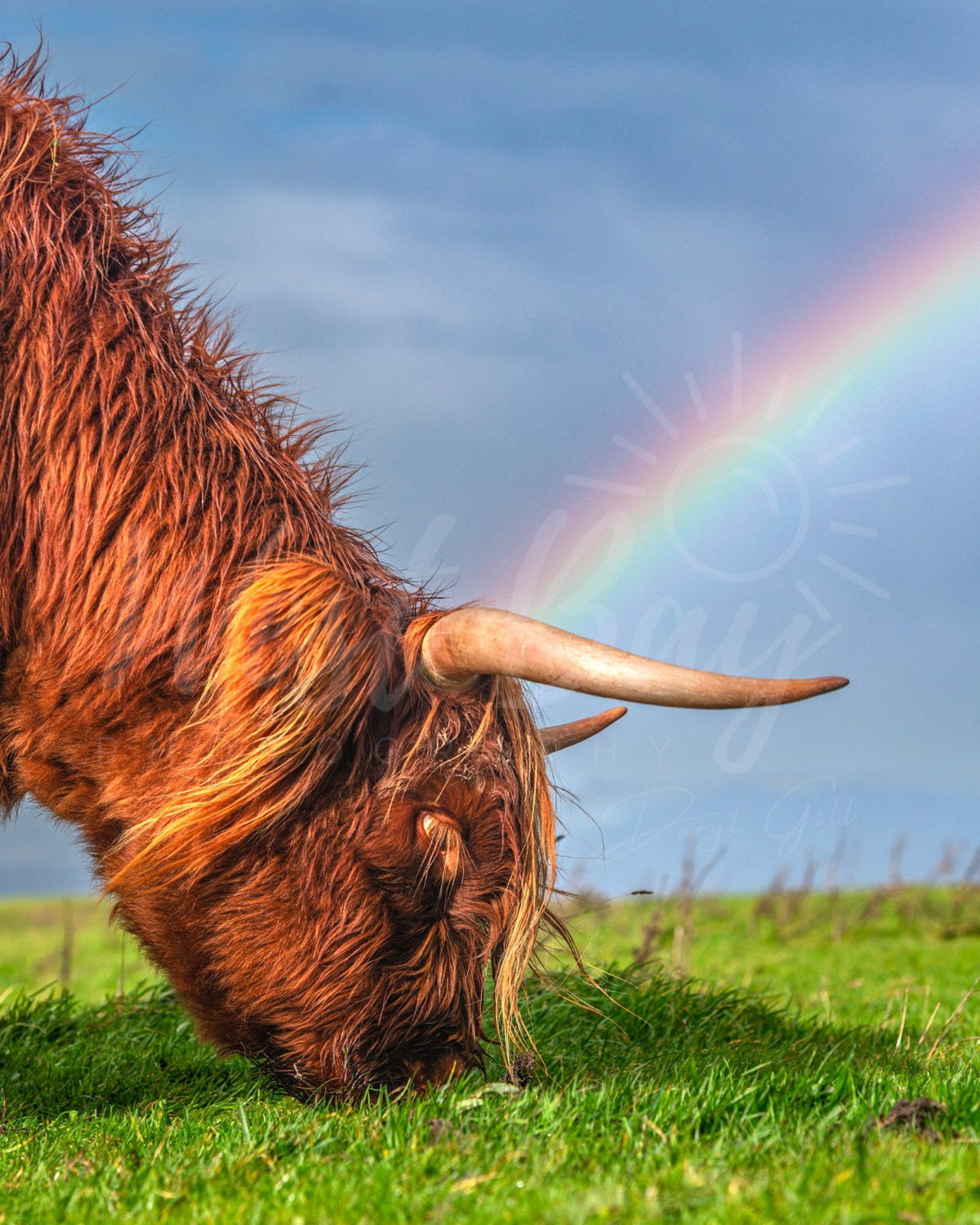 Highland cow grazing beneath a rainbow at Eggardon Hill, Dorset