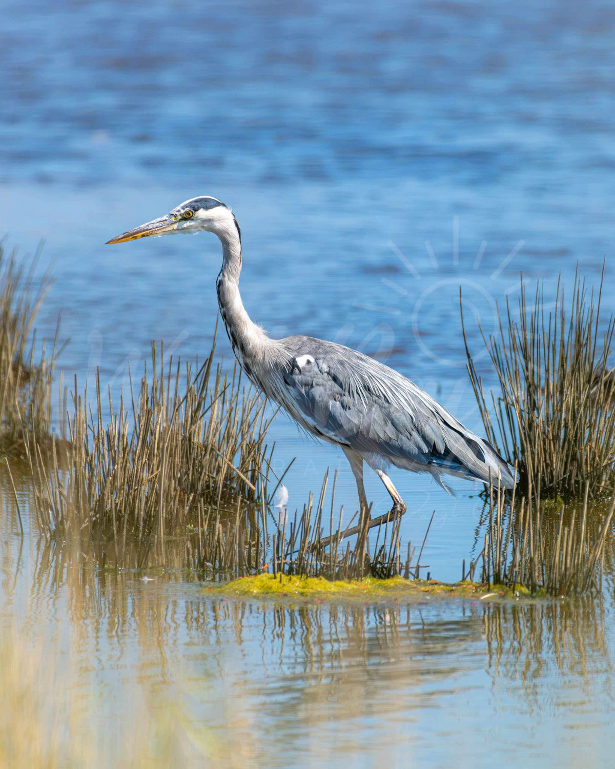 Grey heron standing among reeds at Lodmoor in Weymouth, Dorset