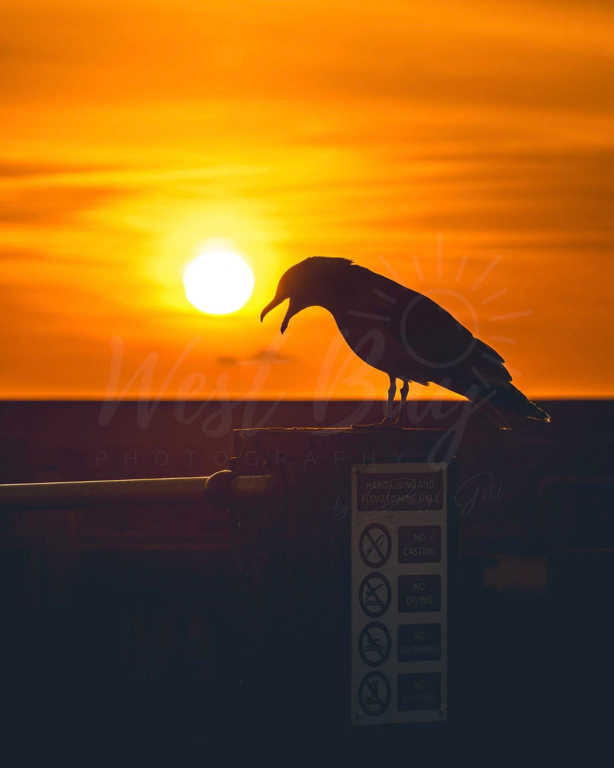 Seagull silhouetted against a vivid orange sunset at West Bay harbour, Dorset