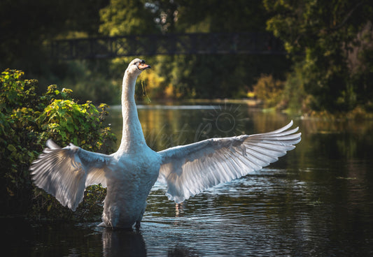 Swan On The Stour - Blandford Forum | Dorset