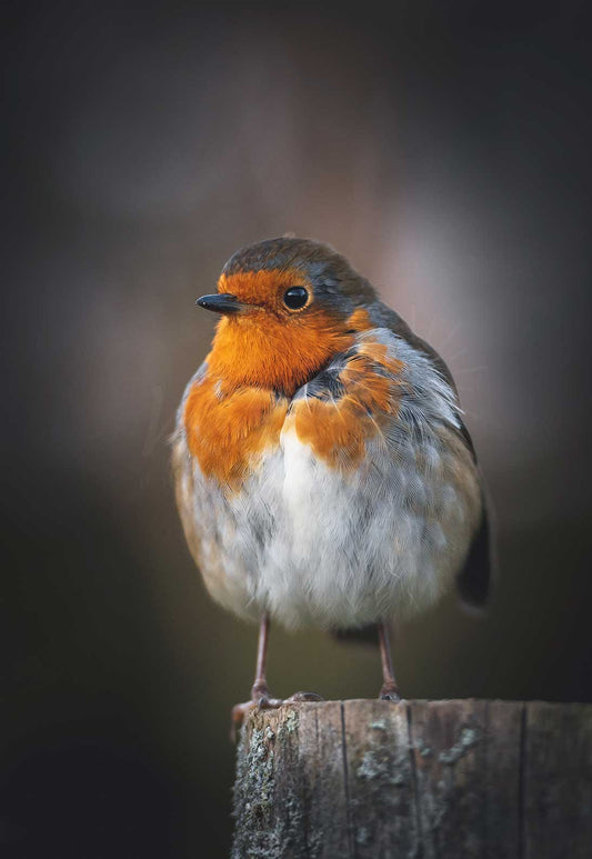 Radipole Robin - Weymouth | Dorset