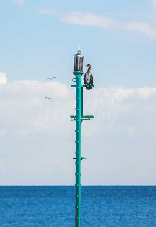 The Lookout Cormorant - West Bay | Dorset