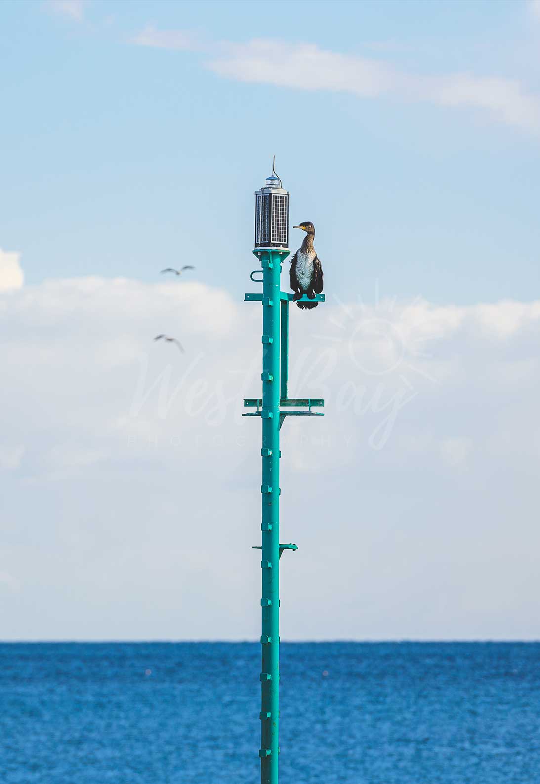 The Lookout Cormorant - West Bay | Dorset