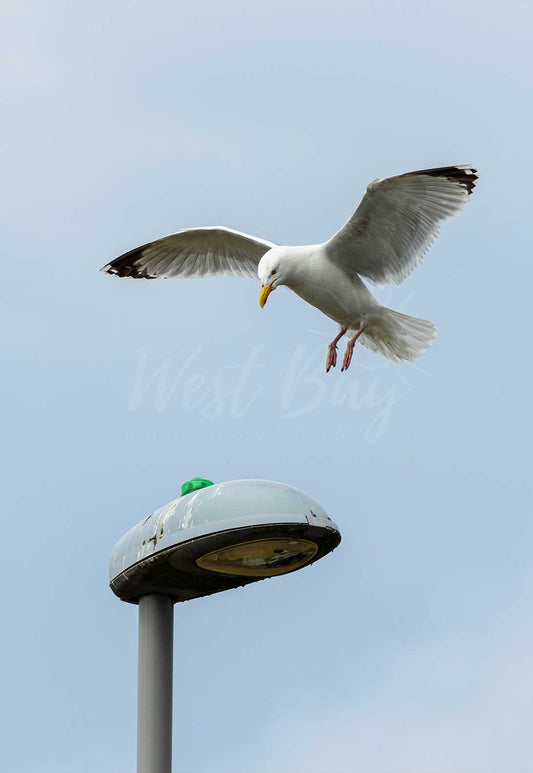 Touching Down - West Bay | Dorset